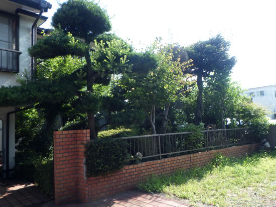 樹木剪定