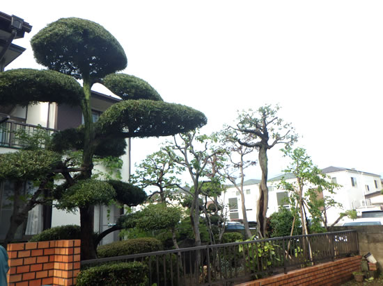 樹木剪定