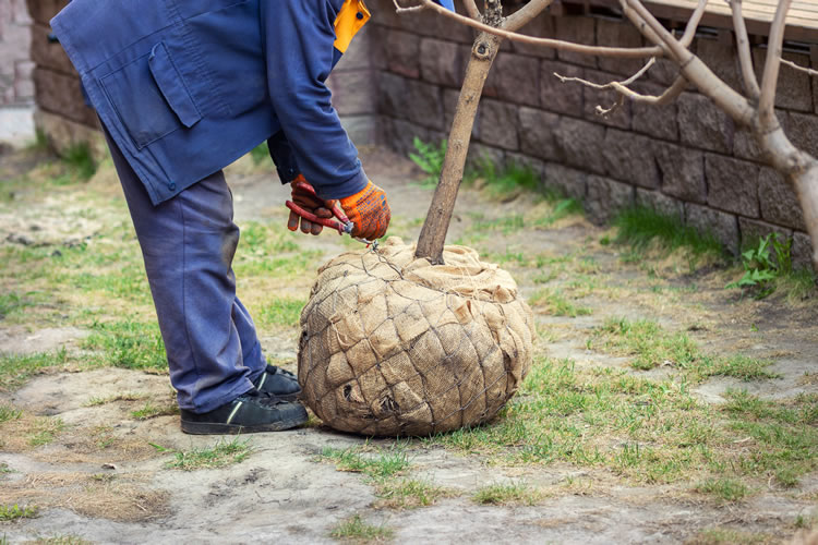 植栽・移植